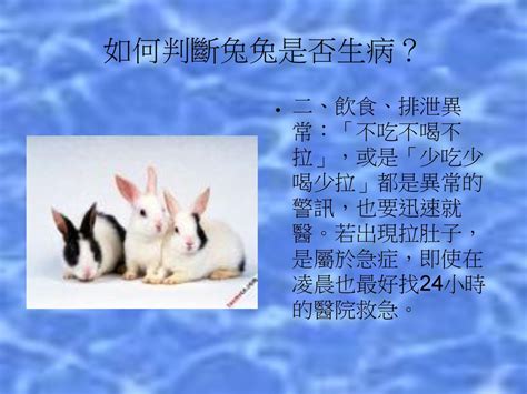 兔子受傷|【侑敏頻道】兔兔的常見疾病（上）／胼胝、球蟲症、鼻淚管阻塞。